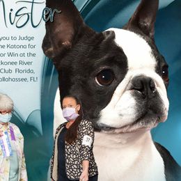 Mister - Boston Terrier