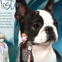 Mister - Boston Terrier