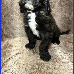 Goldendoodle Puppies from Roch Dog Ranch