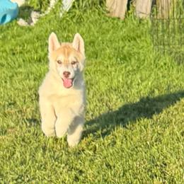 Odelia - Red and white female Siberian Husky puppy in Westfield, Vermont from Snowdancer Kennels, Reg