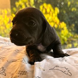 Zelda - Black female Dachshund puppy in Los Angeles, California from Dachshunds of the Desert