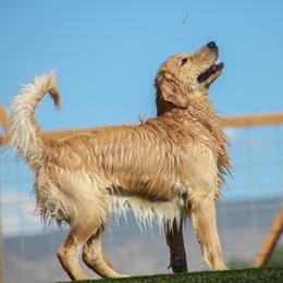 Cecil - Golden Retriever