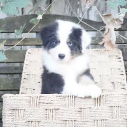 Captain America - Black tri-color male Australian Shepherd puppy in Victoria, Texas from Silvermist Australian Shepherds