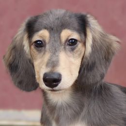 Pugsley - Blue and cream male Dachshund puppy in Azle, Texas from American Dachshunds