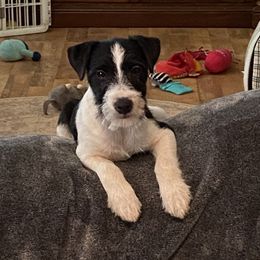 Pip - Jack Russell Terrier