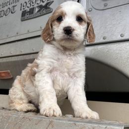 Tinkerbell - Parti female Goldendoodle puppy in Washington from 7 Sisters Cockapoos