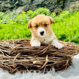 Bennington - Red male Pembroke Welsh Corgi puppy in Manchester, Kentucky from Riverside Corgis