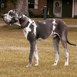 Great Dane All Grown Up from Halsey Danes