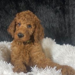Boy 7 - Dopey - Red  male Poodle puppy in Bowling Green, Kentucky from Ritzy Red Poodles