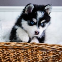 Pomsky Puppies from Arctic Star Pomskies