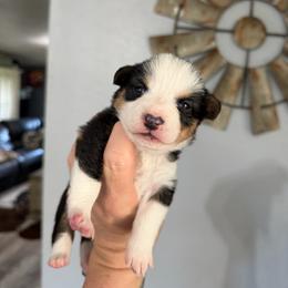 Ruby - Black and tan female American Corgi puppy in Post Falls, Idaho from Splootin’ around Corgi’s