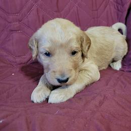 Girl 4 - Red  female Goldendoodle puppy in Blountsville, Alabama from Southern Charm Goldendoodles