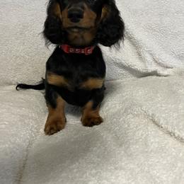 Dachshund Puppies from Miniature Dreams Dachshunds