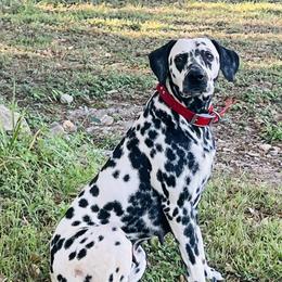 Dolly - Dalmatian