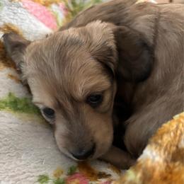 Gidget - Cream female Dachshund puppy in New Smyrna Beach, Florida from J & L Mini D’s