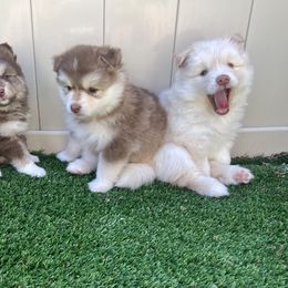 Pomsky puppies from Pomskies of Windermere