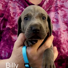 Billy - Blue male Weimaraner puppy in Aitkin, Minnesota from Whispering’s GunDogs