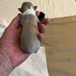 Boy  1 - Chihuahua puppy from Four-Zero Six Chihuahua’s