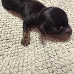 Girl 1 - Black and tan female Dachshund puppy in Surprise, Arizona from Mighty Little Dachshunds
