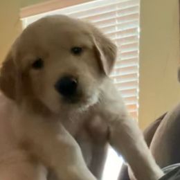 Brown Bear - Golden male Golden Retriever puppy in Fresno, California from Warwick’s Central California Goldens