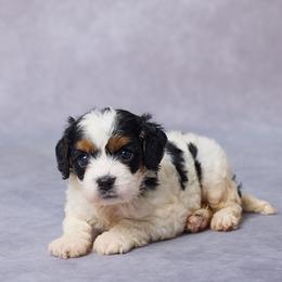 Brynn - Tri-color female Cavalier King Charles Spaniel puppy in Apple Creek, Ohio from Grandeur Valley Puppies