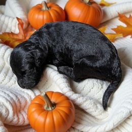 Freddy - Black male Cockapoo puppy in Sparta, Missouri from Sis' Doodles & Poodles