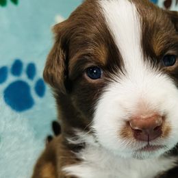 Boy 6 - Red Australian Shepherd puppy in New York from Breezy Woods Aussies