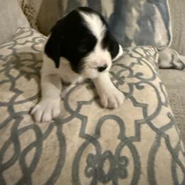 Tina Turner - Black and white female English Springer Spaniel puppy in Memphis, Tennessee from Lynn Bee Avenue