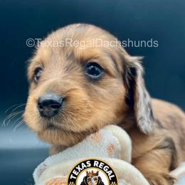 Eloise - Dapple female Dachshund puppy in Houston, Texas from Texas Regal Dachshunds LLC