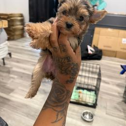 Maple - Chocolate and tan female Yorkshire Terrier puppy in Navarre, Florida from KAYY services