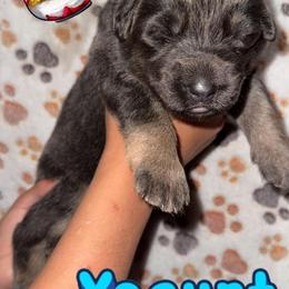Yogurt - Blue female German Shepherd puppy in Fort Jennings, Ohio from Von Holtzapple German shepherds