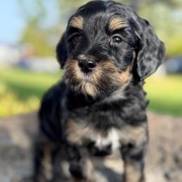 Colorado1 (Green) - male Golden Mountain Doodle puppy in Twin Falls, Idaho from Magic Valley Family Doodles