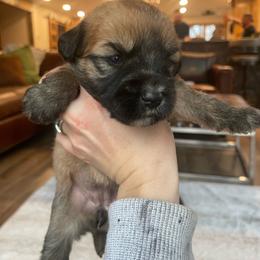 Almond Joy - Wheaten female Soft Coated Wheaten Terrier puppy in Kirksville, Missouri from BellSharps Australian Shepherds