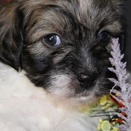 Havanese from Bentley’s Beloved Havanese