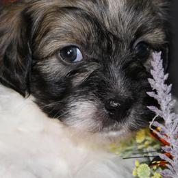 Havanese from Bentley’s Beloved Havanese