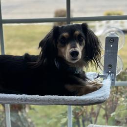 Koozie - Dachshund