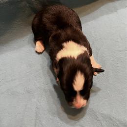 Male 5 - Black and tan male Pembroke Welsh Corgi puppy in Moundville, Alabama from Cartee Corgis - Debi Cartee Mills