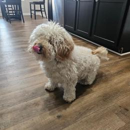 Tammy - Goldendoodle