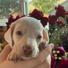 Jake - Cream male Dachshund puppy in El Cajon, California from Lisa Buxton