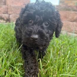 Snickers - Black male Poodle puppy in Salem, Missouri from Meadowbrook Poodles