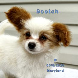 Scotch - White and red male Papillon puppy in Oakland, Maryland from Holly Huxford