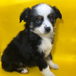 Girl 1 - Black & white Miniature Australian Shepherd puppy in Hokes Bluff, Alabama from Alegria Toy Aussies