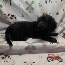 Boy 1 - Black male Dachshund puppy in Vinton, Iowa from Lerch Family Dachshunds