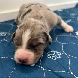 Javelin - Blue merle male Australian Shepherd puppy in Waxahachie, Texas from Volks Aussies