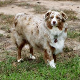 Tatiana - Miniature Australian Shepherd
