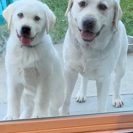 Labrador Retriever Puppies from Nancy Renzullo's Service Labradors