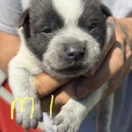 Boy 1 - Blue male Australian Cattle Dog puppy in Morton, Mississippi from Heart K Kennels