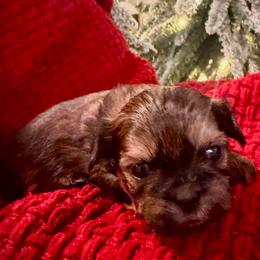 Maxwell - Brindle male Shih Tzu puppy in Lexington, North Carolina from SCS Shih Tzus