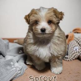 Sprout - Red merle male Aussiedoodle puppy in Lebanon, Oregon from Abbott Family Farm