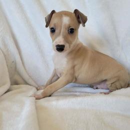 Boy 3 - Seal male Italian Greyhound puppy in Monticello, Florida from Lebeck Acres